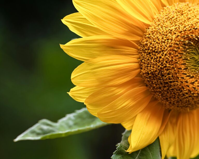 “Révolutionnez votre routine beauté avec le tout nouveau produit : un teint éclatant en un seul geste !”